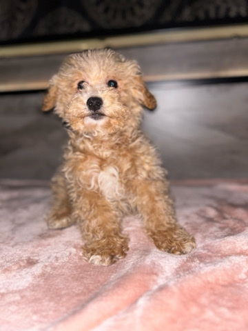 Poodle – Bichon Poodles