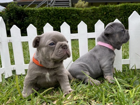 French Bulldog – Bulldog francés