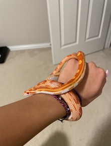 corn snake with terranium
