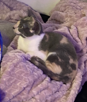 Japanese Bobtail – Selling Samaria text me at 786-712-3694