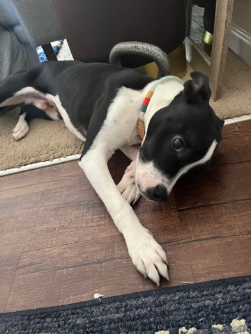 Boston Terrier – oreo