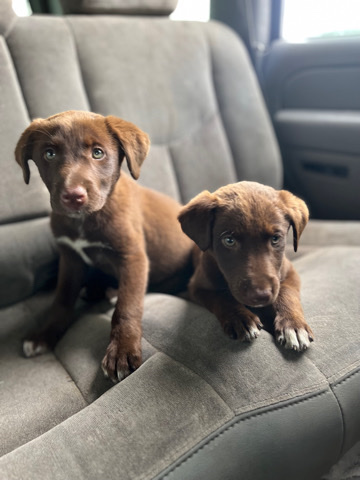 Labrador Retriever – labrador puppy