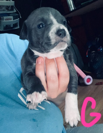 American Pit Bull Terrier – Five Sweet Puppies