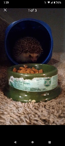 hedgehog – hedgehog for sale