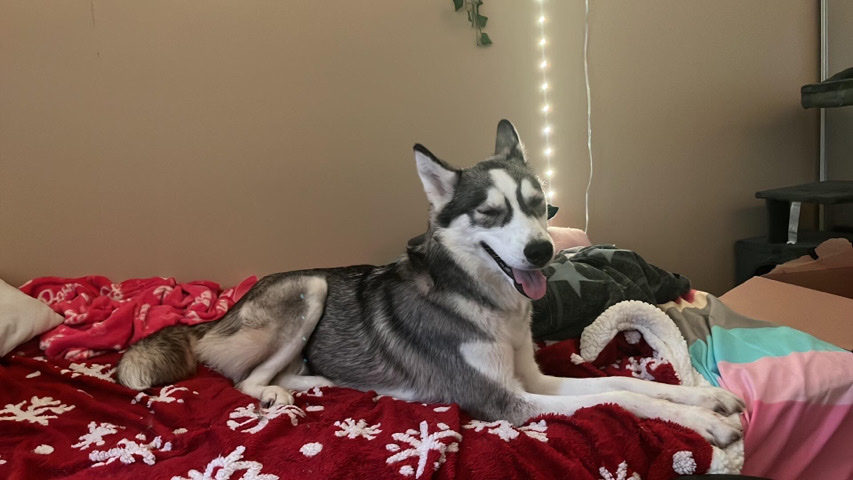 Siberian Husky – Luna, Alaskan Husky. new home :)