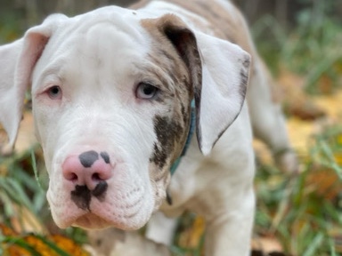 Mixed Breed – Chip – Lebanon