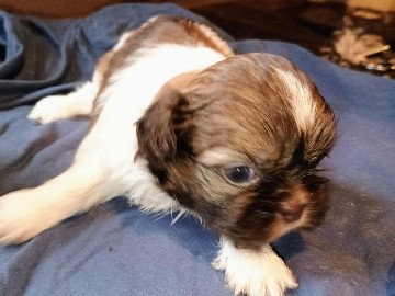 Shih Tzu – shih tzu puppies – Batesville