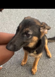 German shepherd mixed