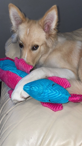 Siberian Husky – Husky Australian shepherd