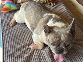 French Bulldog – Female French Bulldog – Loganville