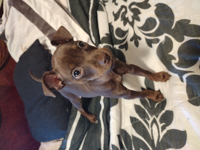 Chihuahua – Jack Russel Chihuahua Mix