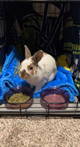 Rehoming rabbit