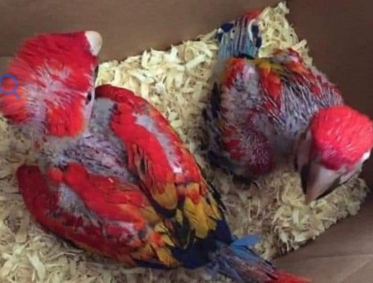 parrot selling all india home delivery ***