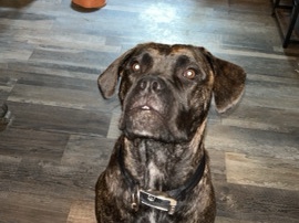 Cane Corso – Zina the cane corso – Jacksonville