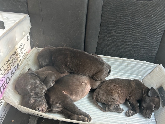 male puppies