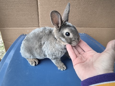 Mini Rex – Mini Rex Predigee Bucks – Berea
