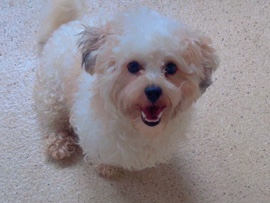 Bichon Frise - estoy vendiendo mi cachorro porque no puedo llevarlo con migo  available for adoption in Kansas City