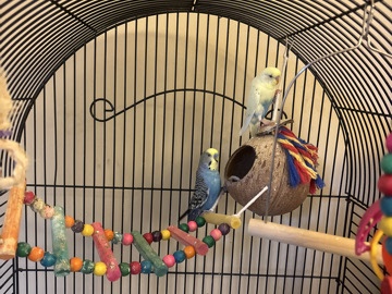 2 parakeets 