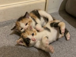 kitten – Oldham