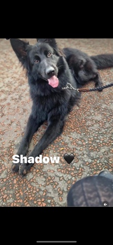 German Shepherd – shadow stud