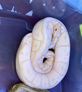 Any – banana Mojave pastel spider ball python