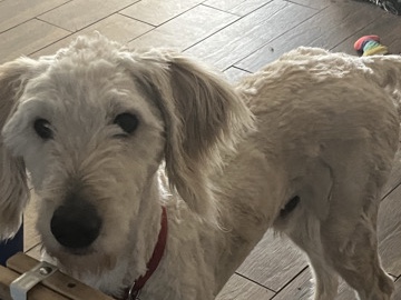 Goldendoodle – Goldendoodle – Mesa