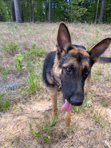 German Shepherd – German Shepherd Male