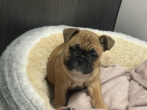 English bulldog – Middlesbrough