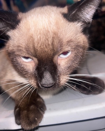Siamese – Full Siamese Kittens (LA)