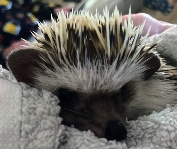 hedgehog – African Pygmy hedgehog
