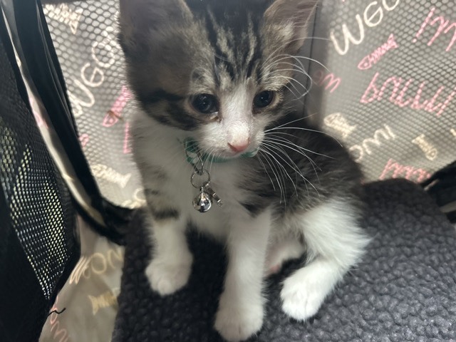 2 male kittens – Chicago