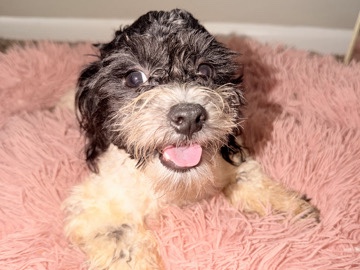 Shih Poo – Chanel – Bedford Heights