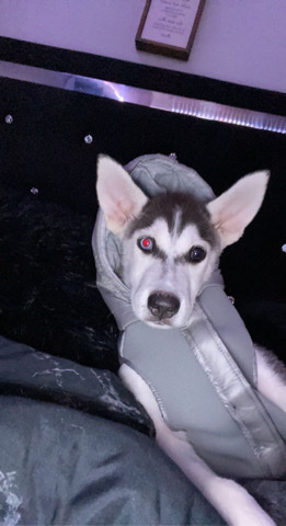 Siberian Husky – Siberian husky