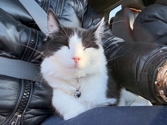 Sweet & Fluffy Black-and-White Tuxedo Cat Looking for a Loving Home – Joliet