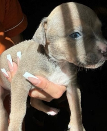 American Pit Bull Terrier – American Bully and Pit Mix