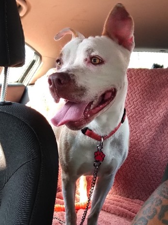 American Pit Bull Terrier – Red pitbull