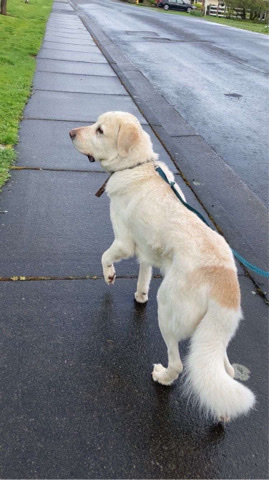 Great Pyrenees – whiskey needs a home