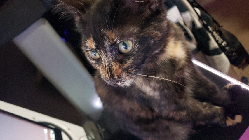 American Shorthair – Kitten