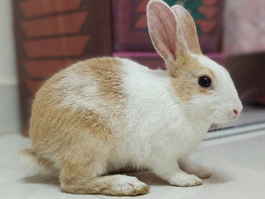Rabbit – Ghulewadi