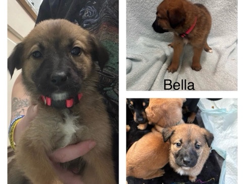 Puppies looking for a home