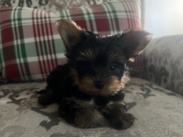 Yorkshire Terrier – teacup yorkshire terrier – Dunellen