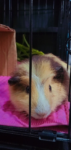 guinea pig – Guinea pig