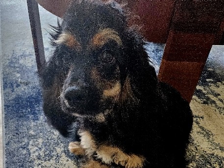 English Cocker Spaniel - English Cocker Spaniel available for adoption in Dubai