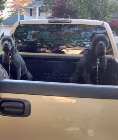 Cane Corso – Italian mastiff came corso puppies