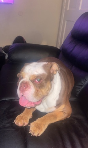 Bulldog – English bulldog