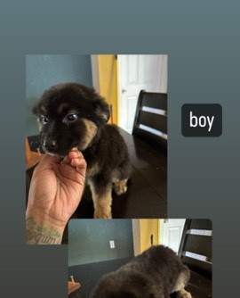 German Shepherd – german shepherd pit mix