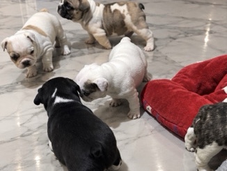 French Bulldog – French Bulldog puppies – Warnbro
