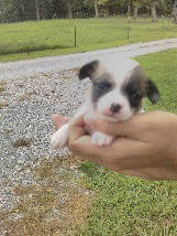 Chihuahua – cocoa