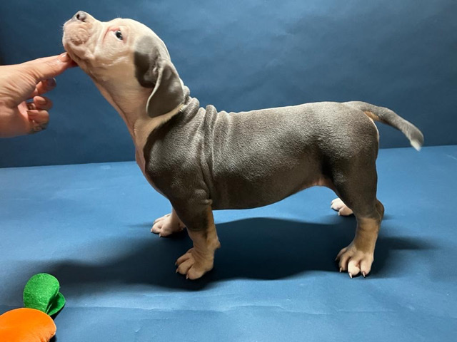 American Bulldog – American Pocket Bully