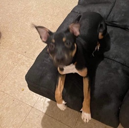 female Pitt